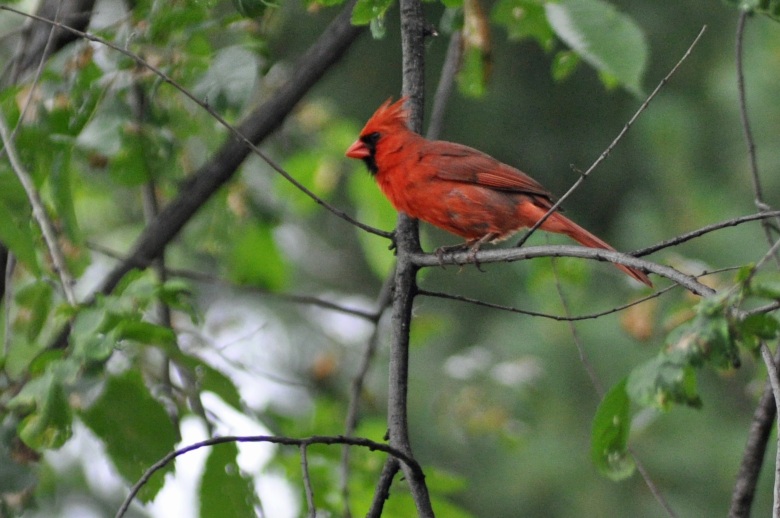 My Cardinal