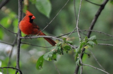 My Cardinal 2